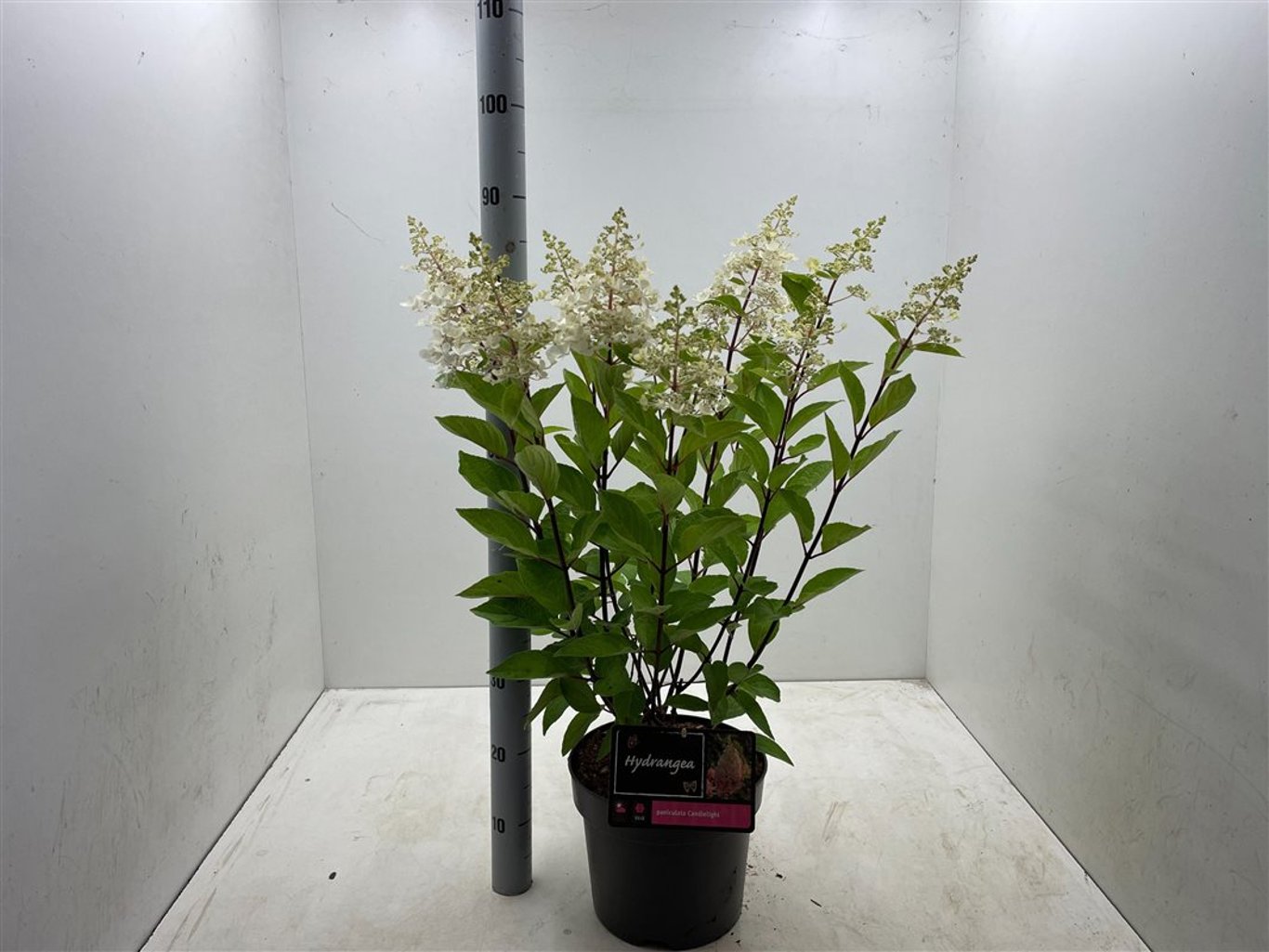 Hydrangea pan. 'Candlelight' ® - C10